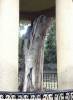 Guernica(03)-El Árbol Viejo de Guernica